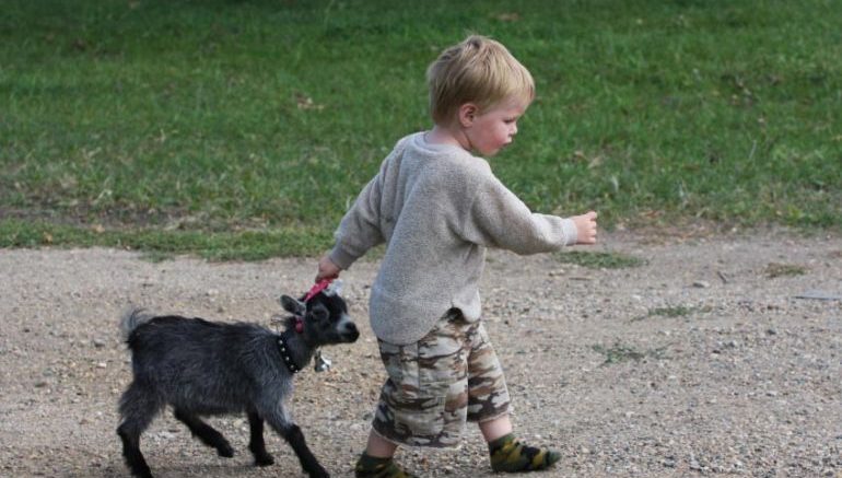 Study Shows That Goats Are Just As Smart And Affectionate As Dogs