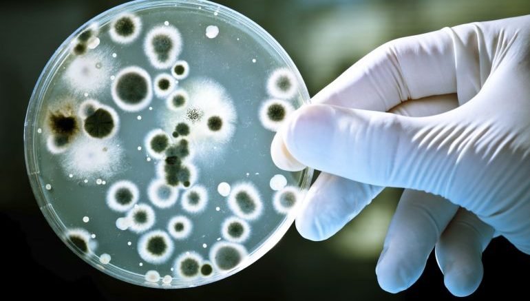 Bacterial Movements Could Soon Power Miniature Wind Farms