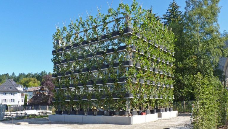 Baubotanik: A Living, Breathing Tower Built Using An Actual Tree