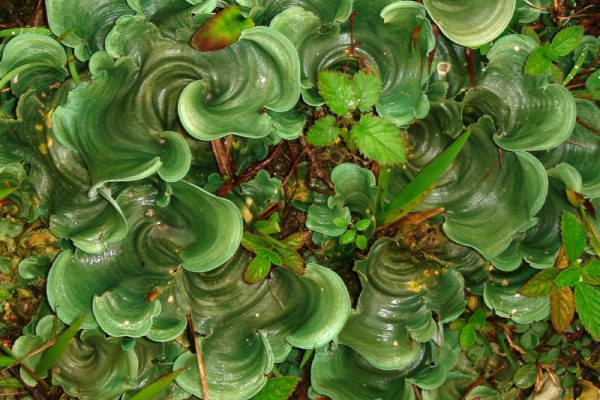 Botanici v Amazonii objevili superpsychedelický lišejník | Žádná velká věda
