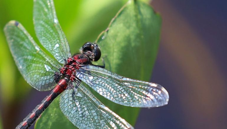 New Research Reveals How Dragonfly Wings Obliterate Bacteria
